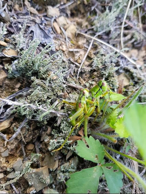 곤충,insect,메뚜기,animal,동물,무척추동물,invertebrate,이끼,식물,plant,곤충,벌레,insect,bug