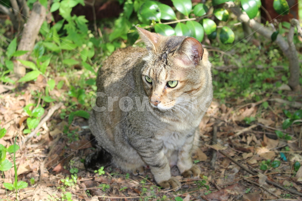 고양이,야생동물,길고양이,캣,cat,귀여운,cute,동물
