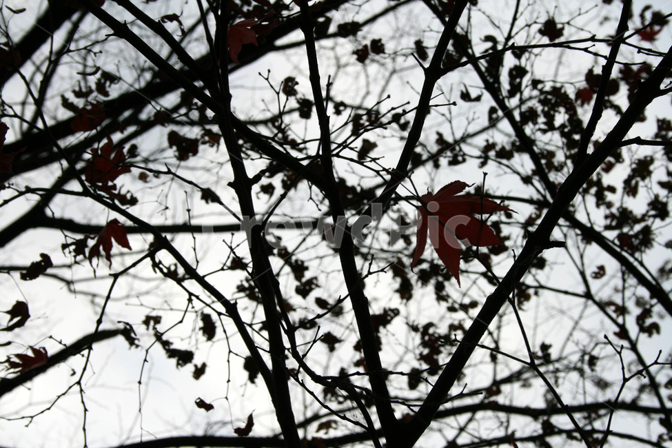 단풍,가을,나무,잎,식물,plants,nature,trees,외로움,고독,가을,계절,fall,autumn,season,식물,자연,plants,nature,나무,trees,wood,leaf,plant,tree