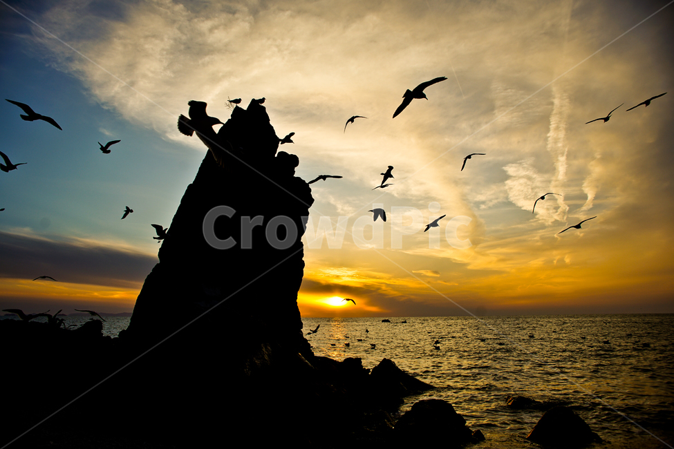 선녀바위,영종도,해변,일몰,갈매기,석양,자연,풍경,nature,landscape,동물,animal,조류,새,birds,실루엣,그림자,silhouette,shadow,bird