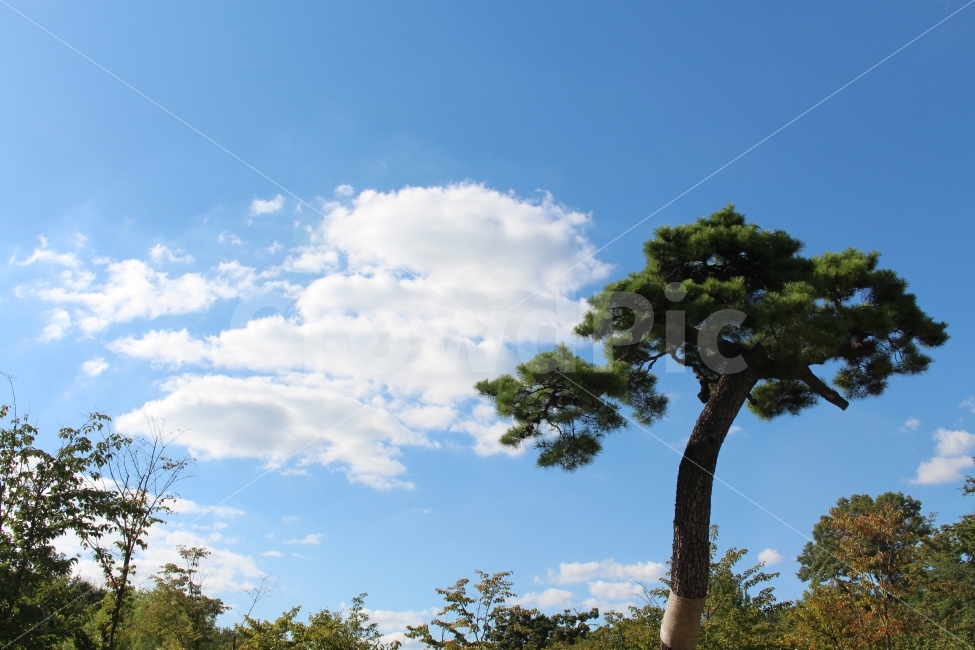 북서울꿈의숲,가을,하늘,구름,소나무,산책,휴식,자연,풍경,nature,landscape,tree,나무,plant,식물