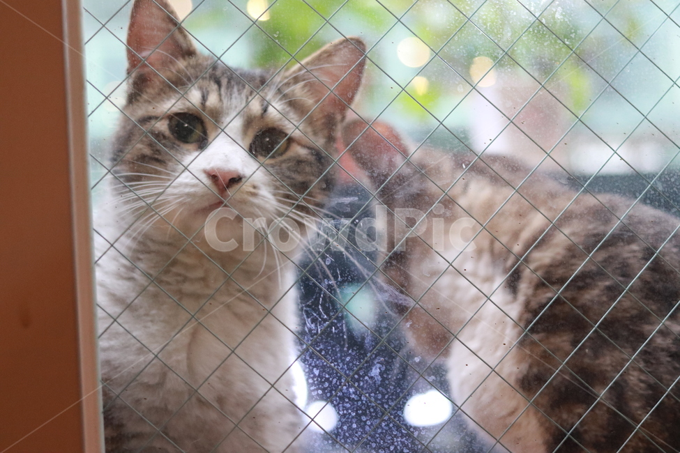 고양이,반려동물,유기묘,길냥이,애완동물,cat,pet,아기고양이,동물,animal,휴식,힐링,포유류,동물,animal,포유류,mammal,고양이,cat,kitten,kitty