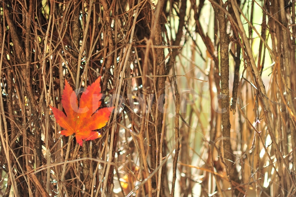 가을,단풍,붉은잎,감성,사진,가을,계절,fall,autumn,season,식물,자연,plants,nature,leaf,잎,plant,tree,나무