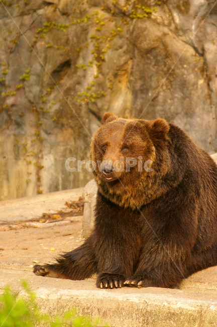 곰,동물,bear,animal,포유류,야생동물,동물,animal,포유류,mammal