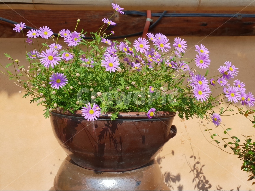 외암리,풍경,5월,맑음,꽃,식물,자연,plants,nature,꽃,flower