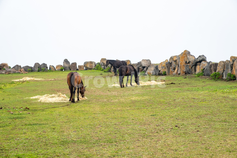 제주,제주도,우도,자연,아름다운풍경,풍경,비양도,섬,nature,jeju,말,목초지,outdoors,들,field,들판,평화로움,돌담,동물,animal,포유류,mammal