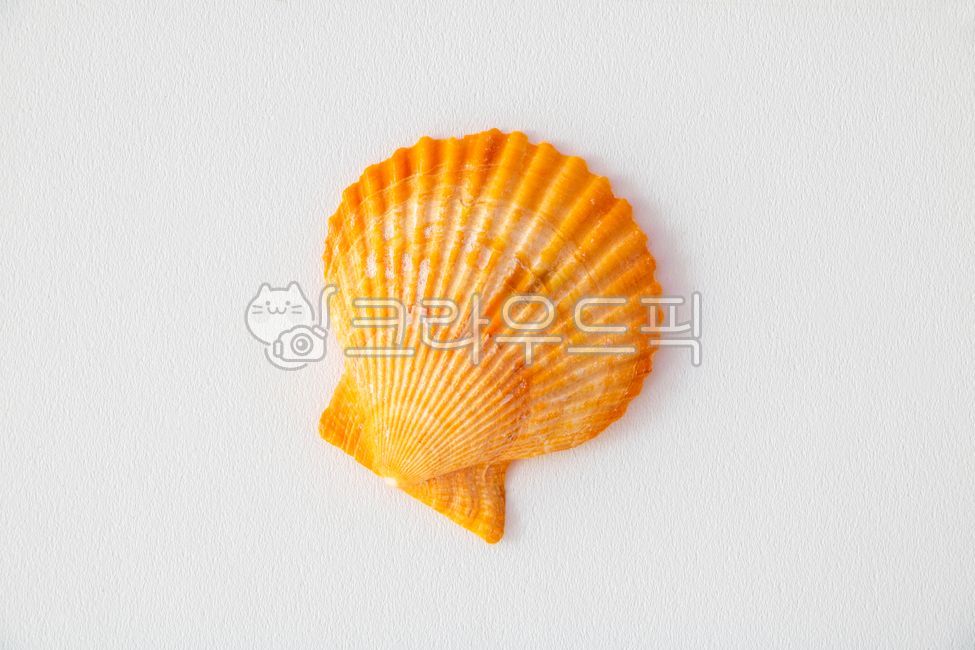 props,macro,close-up,close-up photography,marine life,clam,shell,seashell