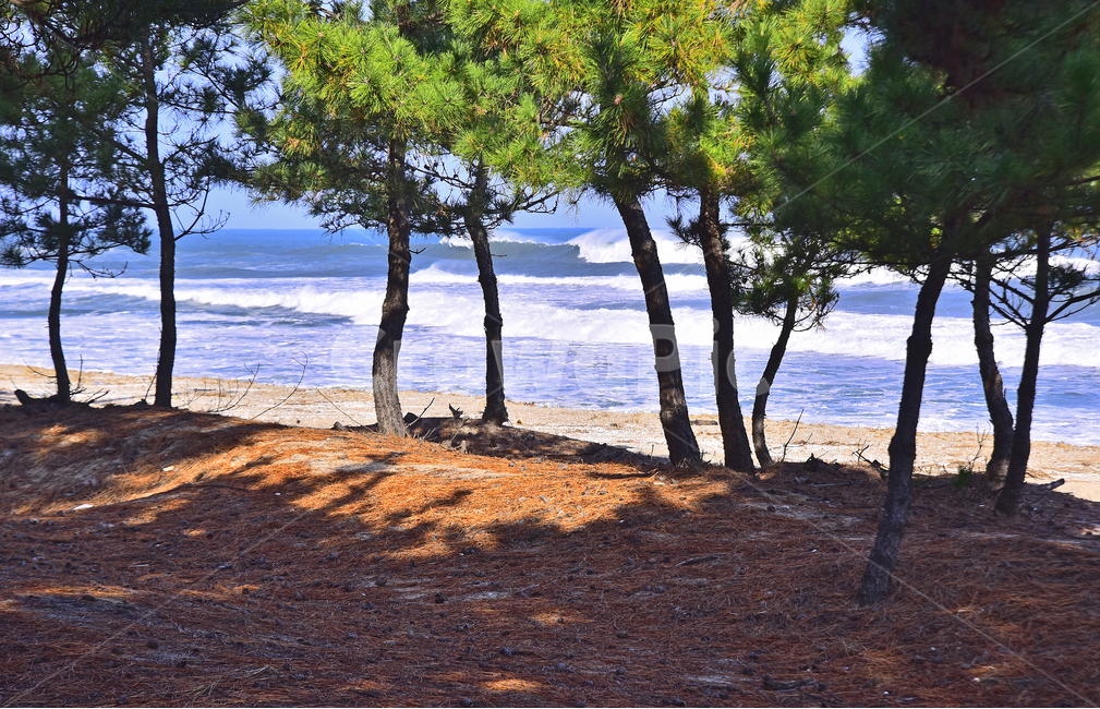 바닷가,파도,바다,동해바다,소나무,해안가,모래밭,sandybeach,coast,seashore,seaside,한국자연풍경,풍경,landscape,모래사장,해수욕장,나무,해송,푸른하늘,포말,바다풍경,물,water,background,백그라운드,배경,바탕,옥외,야외,outdoor,healing,nature,자연,자연,풍경,nature,landscape