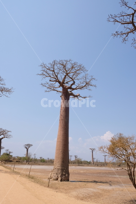 바오밥나무,마다가스카르,어린왕자,자연,나무,하늘,구름,tree,plant,맑은하늘,푸른하늘,nature,madagascar,색감,감성,식물,자연,plants,nature,나무,trees,wood