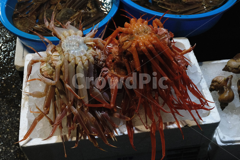 대게,홍게,게,수산시장,해물,시장,마트,마켓,market,mart,market place,음식,식재료,요리,food,cook,meal,dishes,food reserves,수산물,해산물,fishery products,seafood