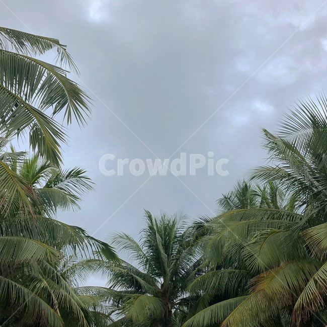 plant,식물,초목,야자수,palmtree,하늘,sky,summer