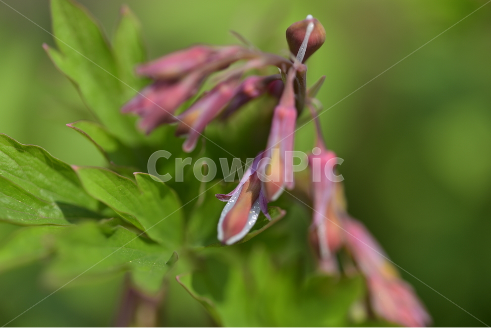 자연,꽃,야생화,식물,봄,봄,계절,spring,season,식물,자연,plants,nature,꽃,flower,plant,blossom