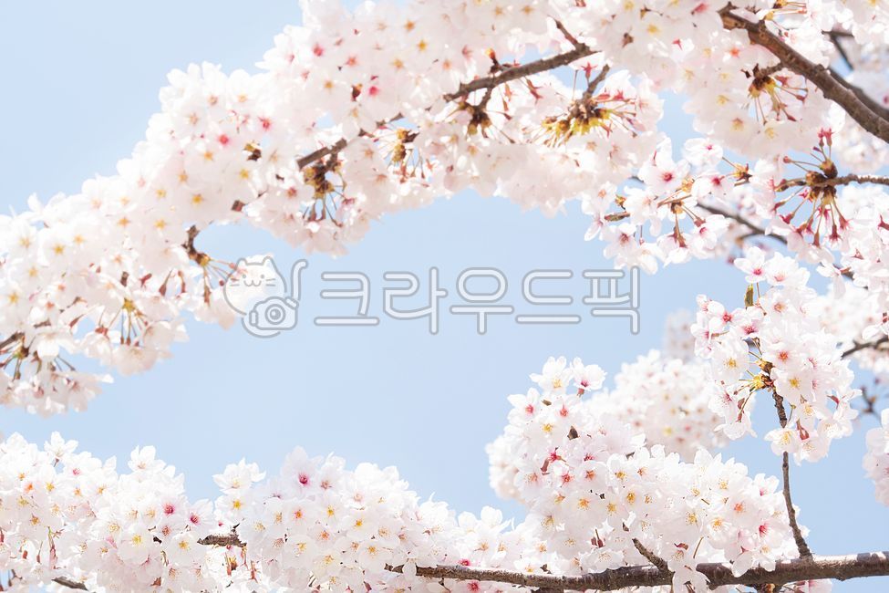 Spring,cherry blossoms,cherry tree,flower viewing,spring news,cherry blossom tree,sky,clear,weather,march,april,blossom,nature,bloom,season,tree,plant,flower,natural,pink,background,landscape,full bloom,sky blue,pink,petal,outdoo