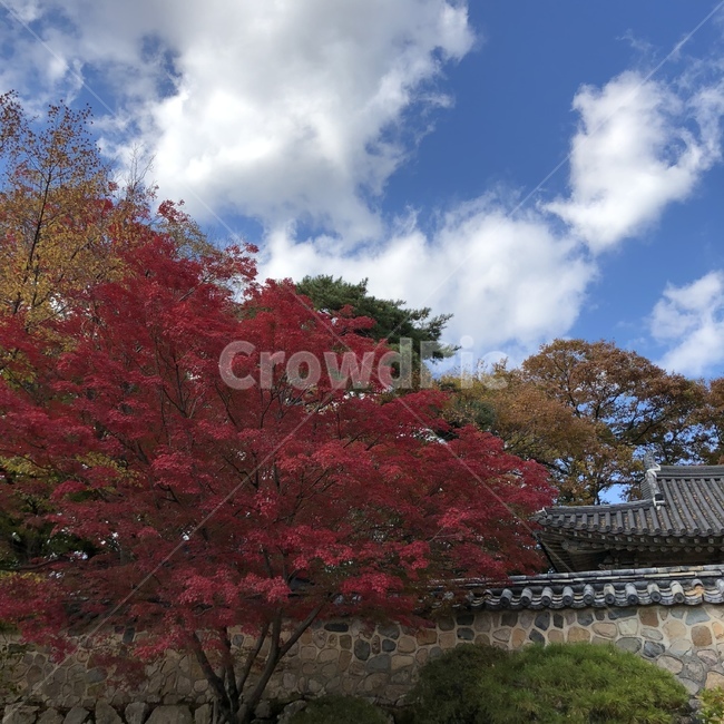 경주,불국사,단풍,나무,한옥,돌담