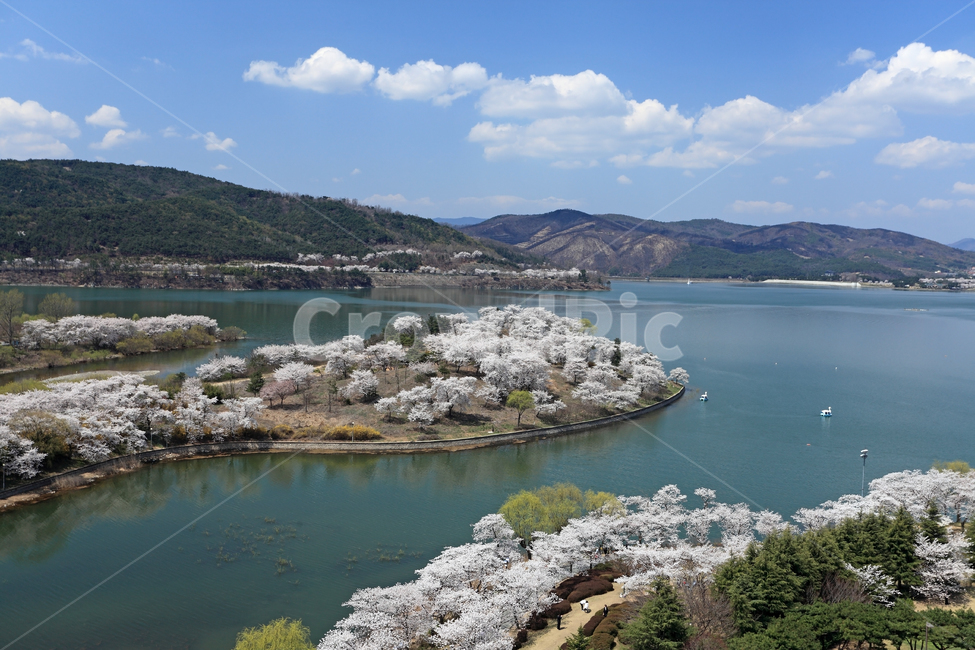 forest,Gyeongbuk,in full bloom,clouds,skyline,scenery,top angle,famous place,spring,spring flowers,beautiful,mountain,Gyeongsangbukdo,fully bloomed,cherry trees,season,resort,Bomun Tourist Complex,high view,Korea,sky,waterside,top view,nature,Gyeongjusi,i