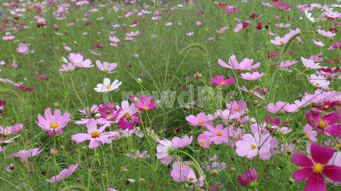 코스모스,식물,꽃,축제,풍경,소풍,가을,계절,fall,autumn,season,식물,자연,plants,nature,꽃,flower,geranium,제라늄,blossom,plant,field,들,grassland,목초지,outdoors,옥외