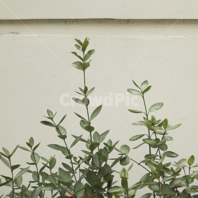 plant,식물,leaf,잎,초록색,벽,식물,자연,plants,nature