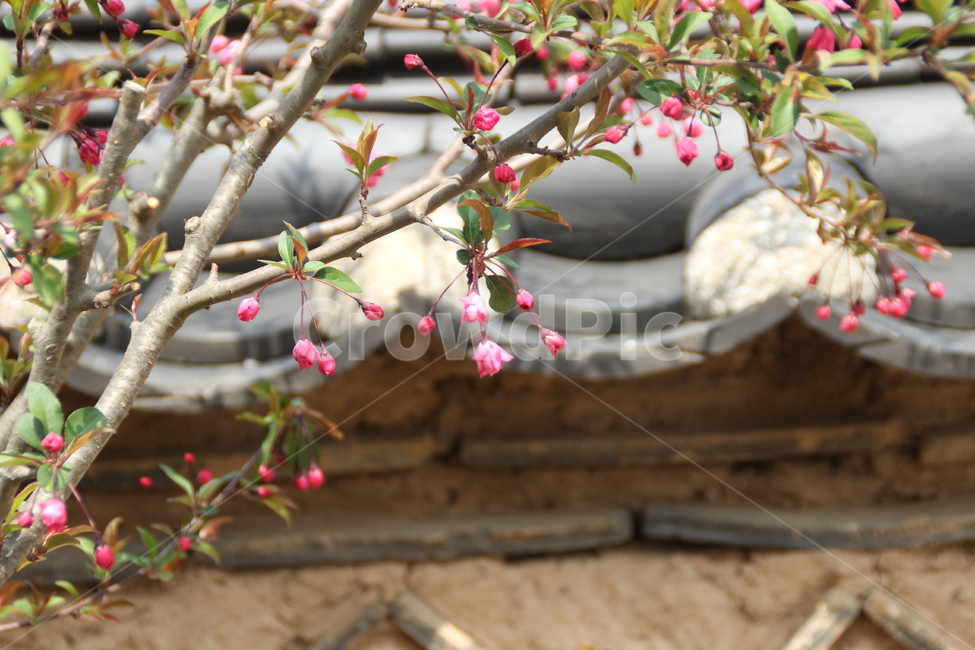 고택,목조건물,봄,꽃,새순,새잎,돌담,담장,기와,oldhouse,woodenbuilding,spring,flower,newleaf,bud,shoot,stonewall,rooftile