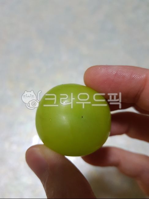 과일,포도,샤인머스켓,달콤함,한알