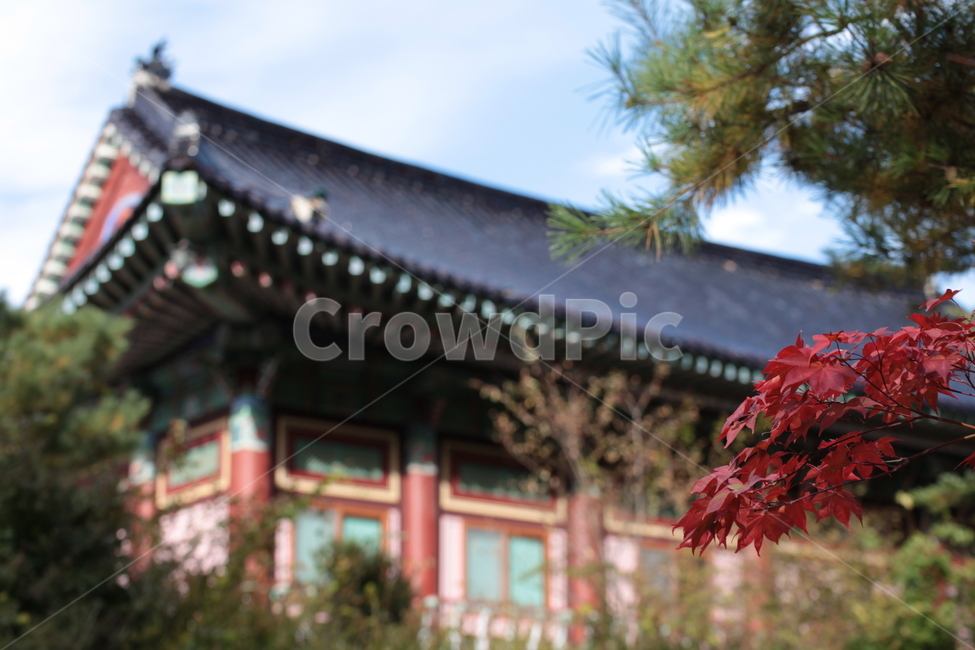 tree,나무,plant,식물,단풍,기와,한옥,사찰,불교