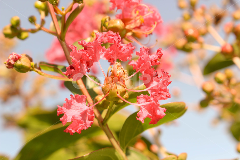 배롱나무,배롱나무꽃,꽃,식물,plant,꽃나무,나무,tree,자연,핑크,핑크색,pink,nature,가을,가을꽃