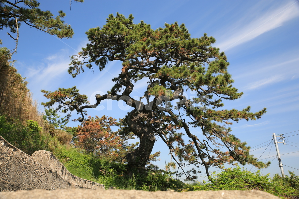 tree,나무,소나무,하늘,구름,식물,자연,plants,nature,나무,trees,wood