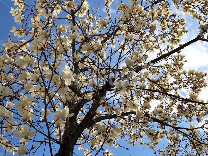 목련,봄,꽃,나무,식물,spring,편안한,blossom,개화,따뜻한,white,sky,하늘,자연,아름다운,예쁜,봄,계절,spring,season,식물,자연,plants,nature,꽃,flower,plant