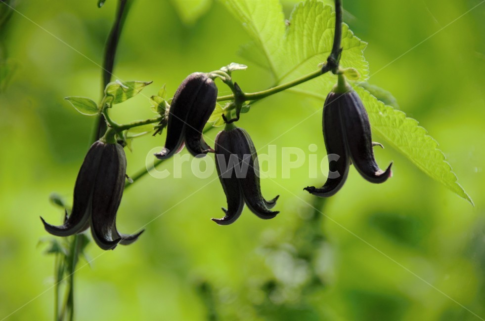 검은종덩굴꽃,야생화,덩굴식물,검은빛,종모양,고상함,식물,자연,plants,nature,꽃,flower