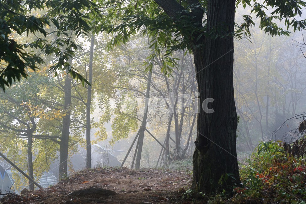 가을,은행나무,자연,나무,식물,감성,안개,단풍,풍경,자연풍경,nature,fall,autumn,trees,green,yellow,식물,자연,plants,nature,나무,trees,wood