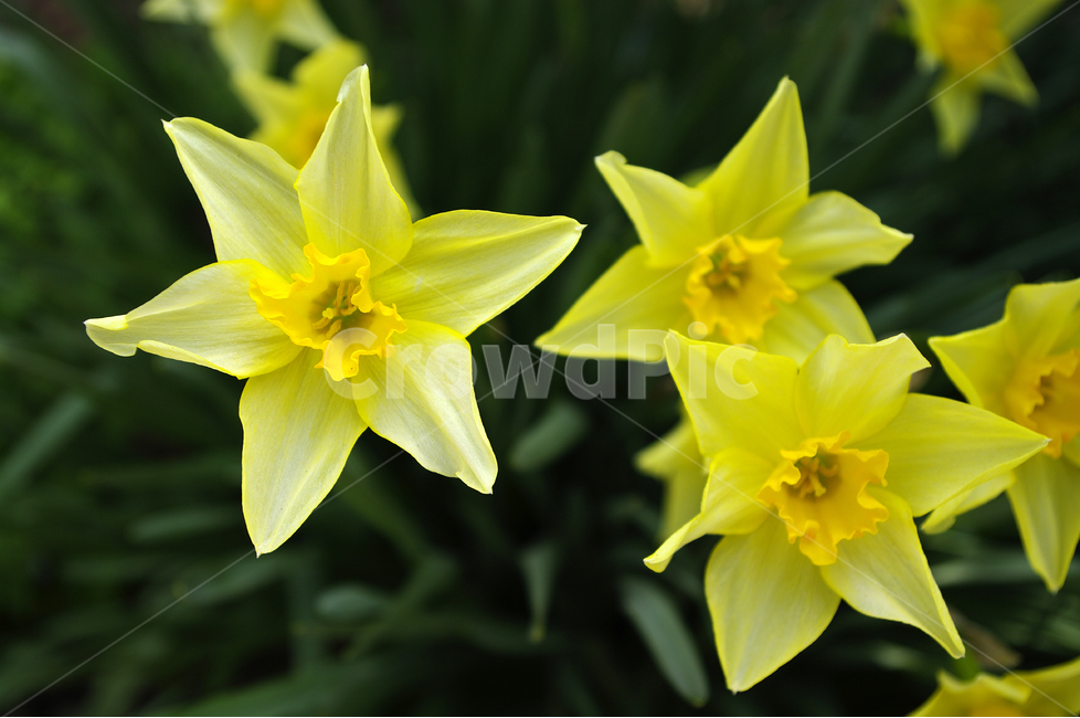 수선화,꽃,봄,봄날,봄풍경,봄꽃,감성,spring,flower,식물,노란색,초록,봄,계절,spring,season,식물,자연,plants,nature,꽃,flower,plant,blossom