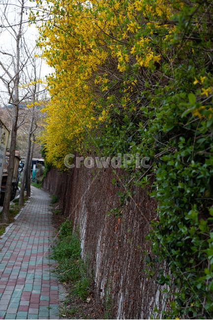 거리,길,보도,벽,개나리,식물,꽃,봄,계절,spring,season,road,도로,street,urban,어반,town,도시,city,시티,building,건물,outdoors,옥외,garden,정원