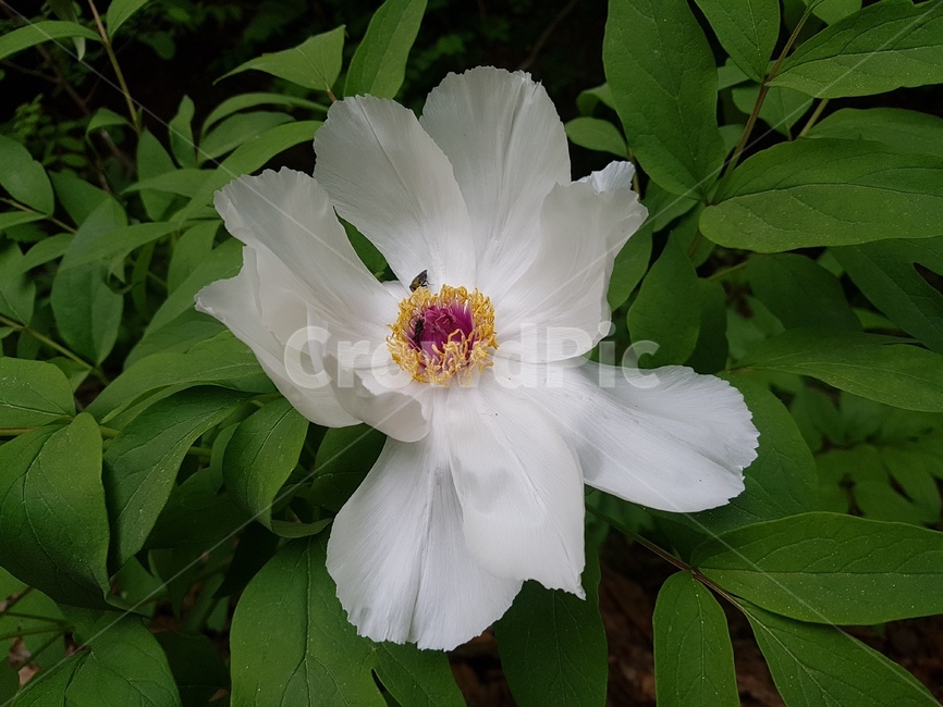 pollen,화분,plant,식물,꽃,야생화