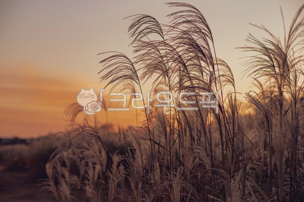 Reed,Silver grass,sunset reed,sunset,sunset silver grass,autumn