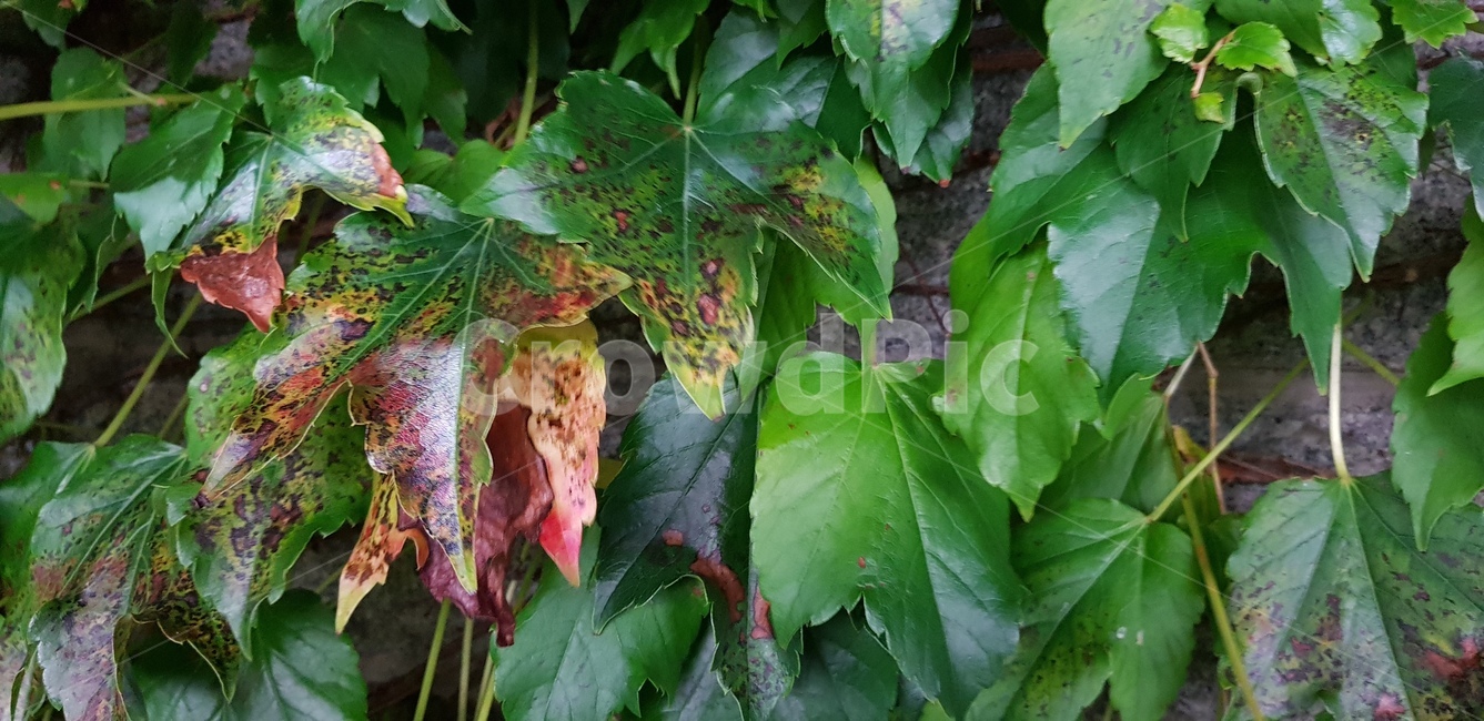 풀잎,풀,식물,잎,plant,leaf,초록,초록색,초록빛,green,식물,자연,plants,nature