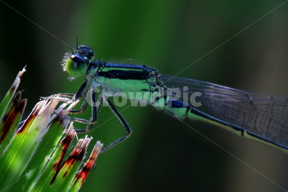 잠자리,날개,dragonfly,곤충,성충,비행,꼬리,곤충,벌레,insect,bug