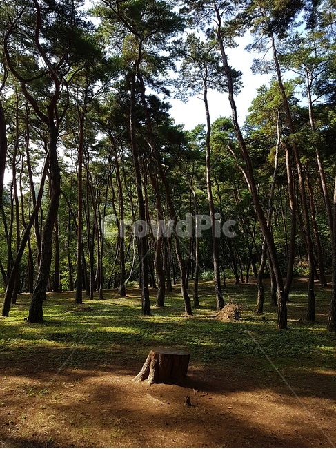 영월,청령포,나무등걸,의자,단종,자연,풍경,nature,landscape,tree,나무,plant,식물,vegetation,초목