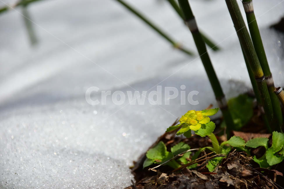 선괭이눈,야생화,봄,꽃,풀꽃,눈,자연,식물,식생,plants,nature,spring,season,flower,snow