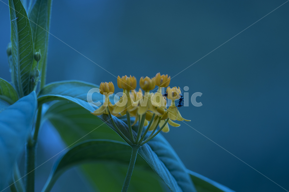 작은꽃,꽃,여름,정원,귀여운꽃