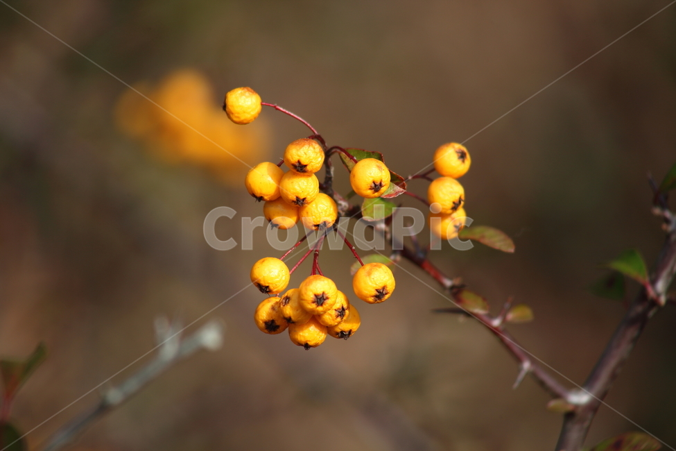 가을,열매,종자,식물,seed,파라칸타,파라칸사스,pyracantha,식물,자연,plants,nature,과일,열매,fruit