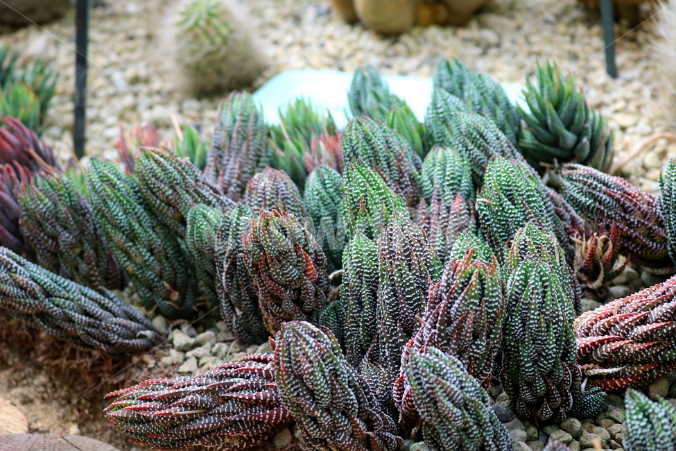 선인장,십이지권,다육식물,식물,자연,식물,자연,plants,nature