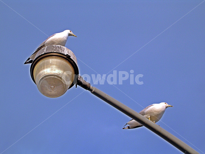 갈매기,새,동물,조류,휴식,동물,animal,조류,새,birds