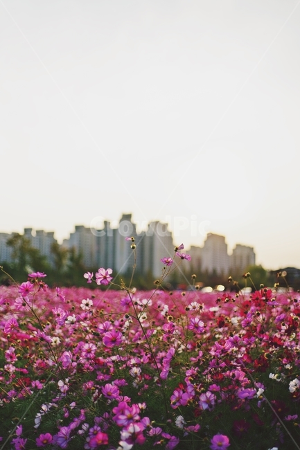 꽃,코스모스,꽃밭,cosmos,flower,자연,nature,가을,fall,autumn,yard,감성,감성사진,향기,분홍,분홍꽃,pink,sunset,노을