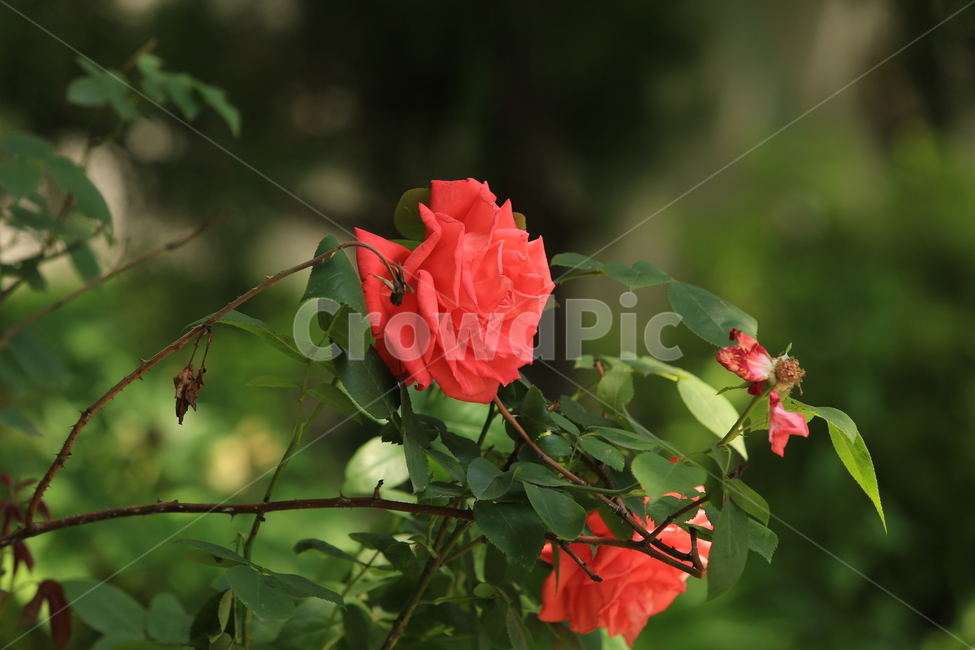 5월,may,rose,장미,season,계절,봄,여름,여왕,식물,자연,plants,nature,꽃,flower