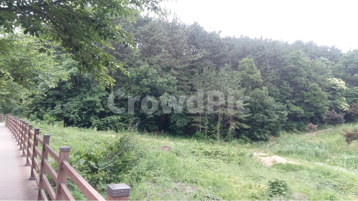 꽃,시골길,나무,목책,풍경,자연,풍경,nature,landscape,tree,plant,식물,fir,전나무