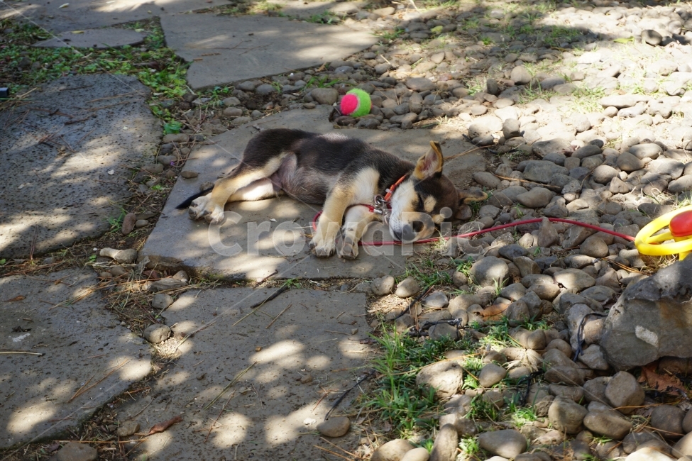 강아지,낮잠,세상편해보임,귀여워,강아지스타그램,동물,animal,포유류,mammal,개,강아지,dog,doggy
