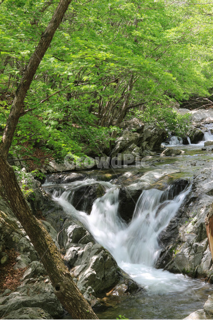 감성,자연,나무,계곡,여름,초록,식물,물,바위,돌,암석,여름,계절,summer,season,자연,풍경,nature,landscape,water,outdoors,옥외,creek,작은 만,stream,흐름,river,강