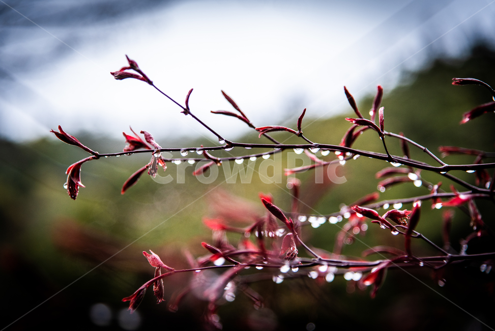 plant,식물,아침,이슬,숲,나무