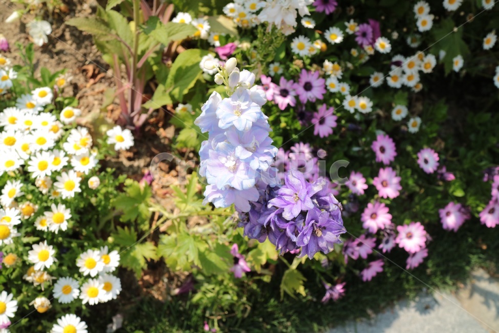 plant,식물,꽃,flower,blue,purple