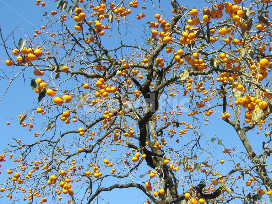 가을,홍시,감,추억,그리움,가을,계절,fall,autumn,season,plant,식물