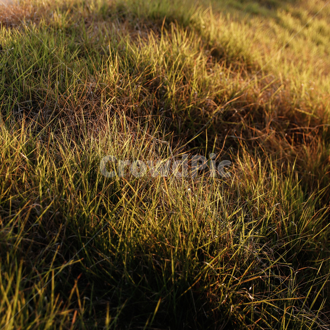 잔디,풀,자연,공원,환경,자연환경,식물,자연,plants,nature